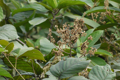 Spatholobus parviflorus